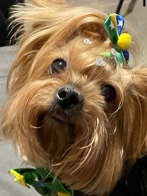 Paris, a family Yorkie, looking up with festive bows in her hair and at her collar