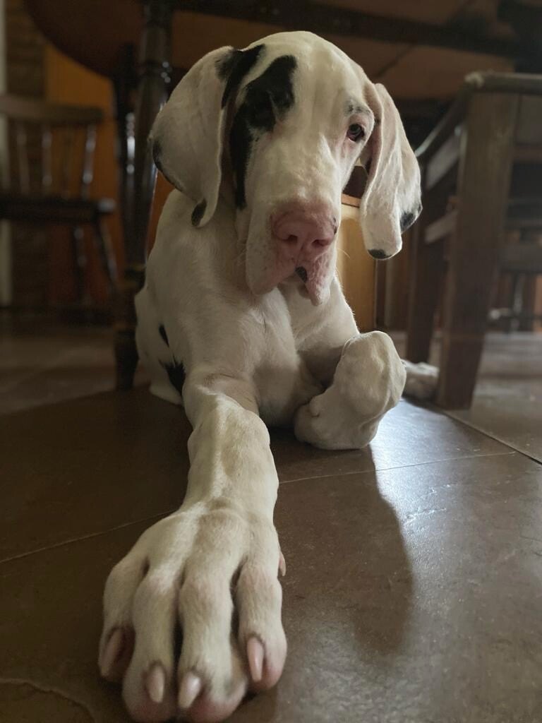 A harlequin Great Dane resting on the tile floor with one large paw stretched toward the camera