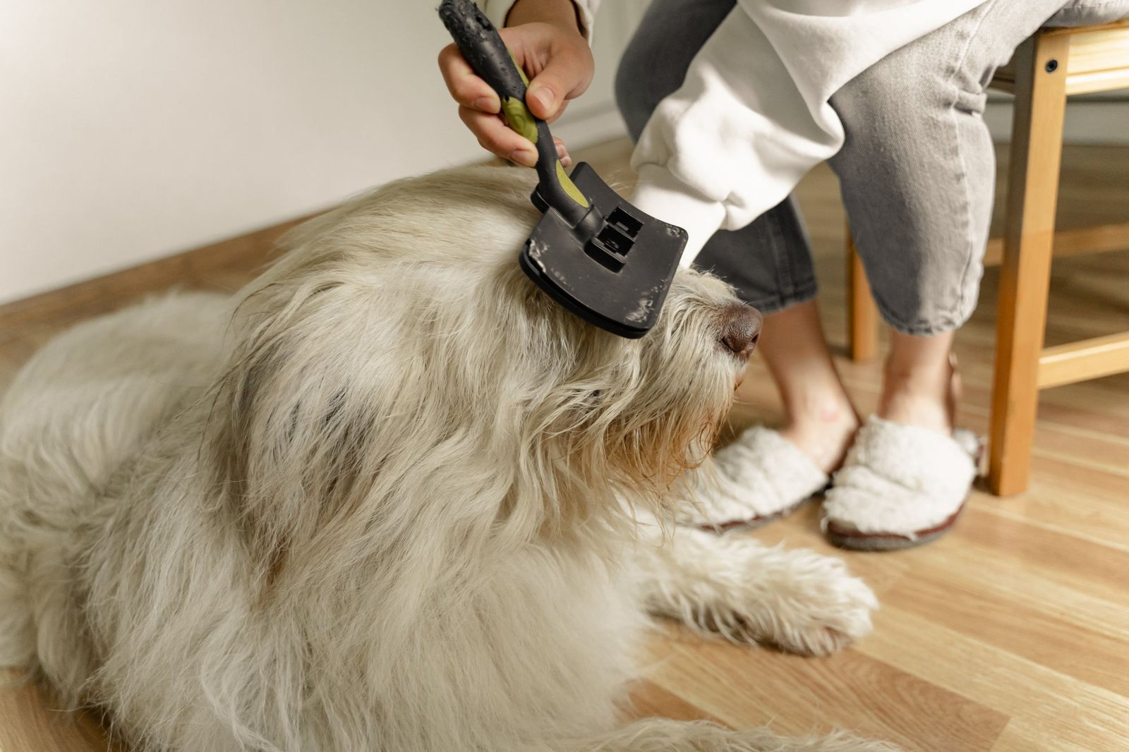 Gentle hands brushing a small dog's coat indoors