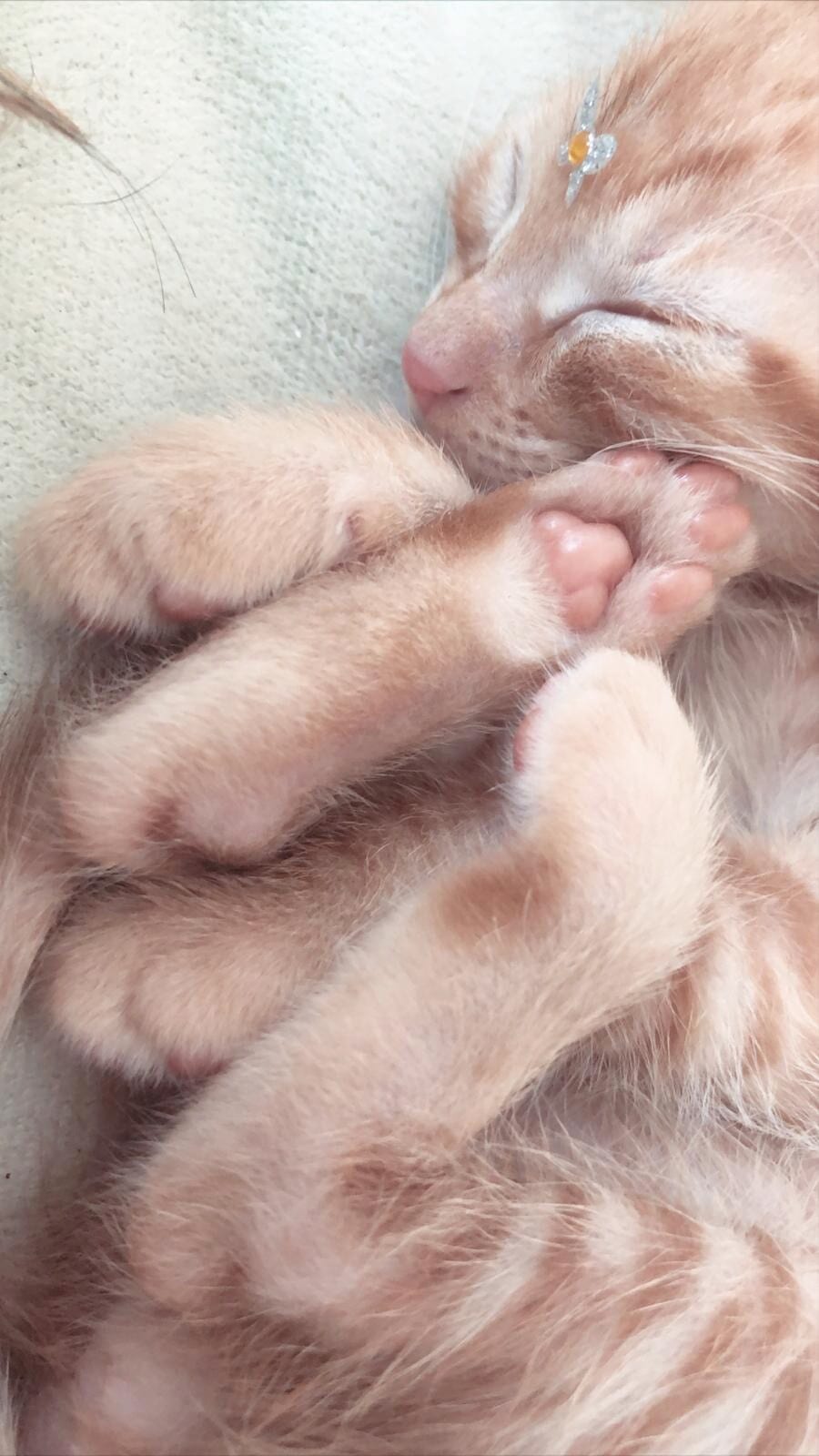 Close view of a cat's paw pads