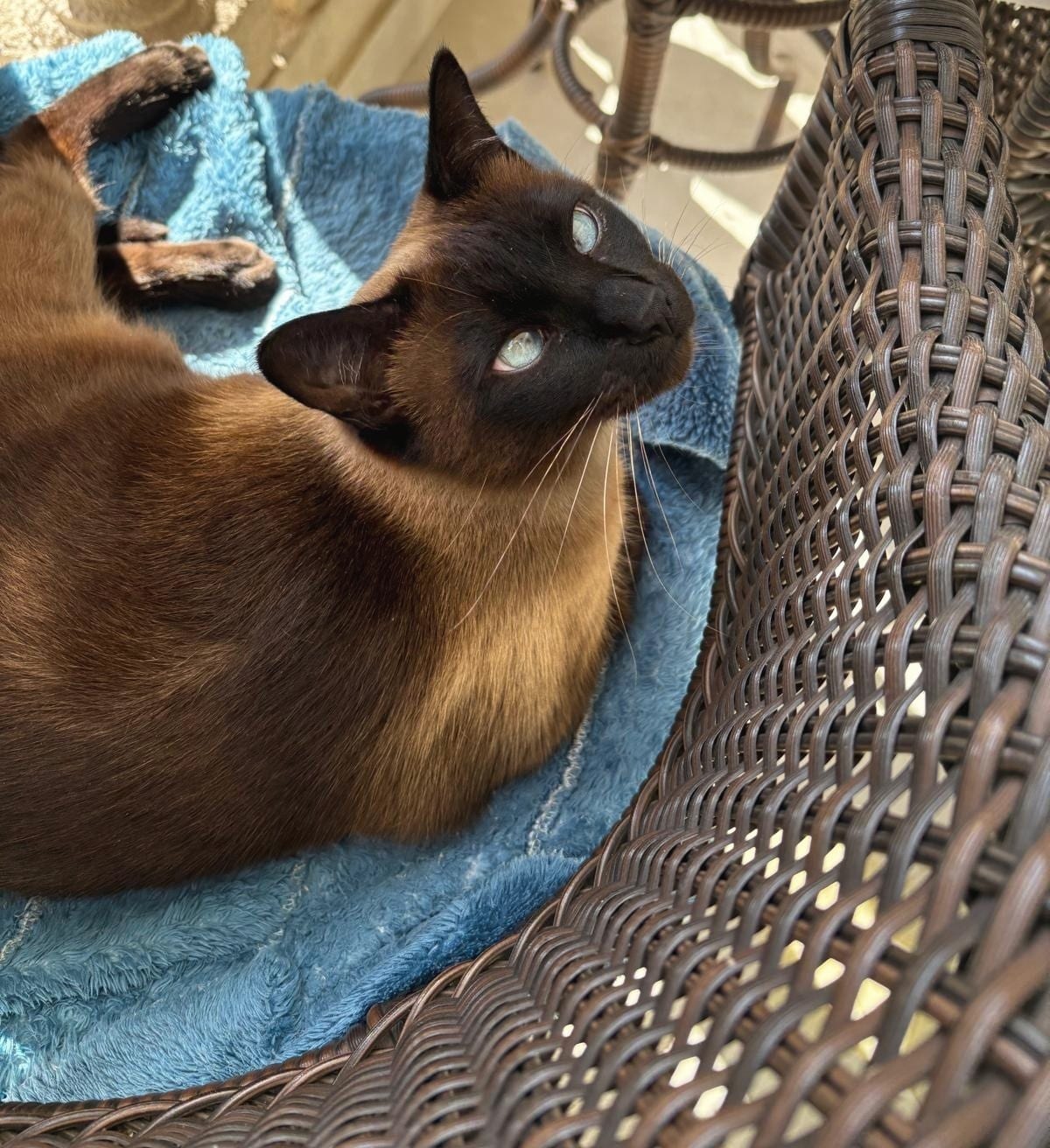 A seal-point cat reclining on a blue towel in a woven chair
