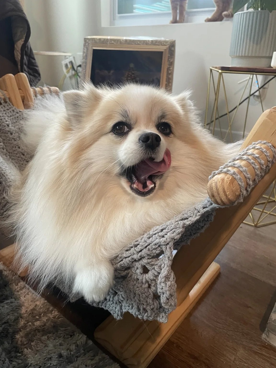 Lilo, a cream Pomeranian family dog, smiling from her woven chair at home