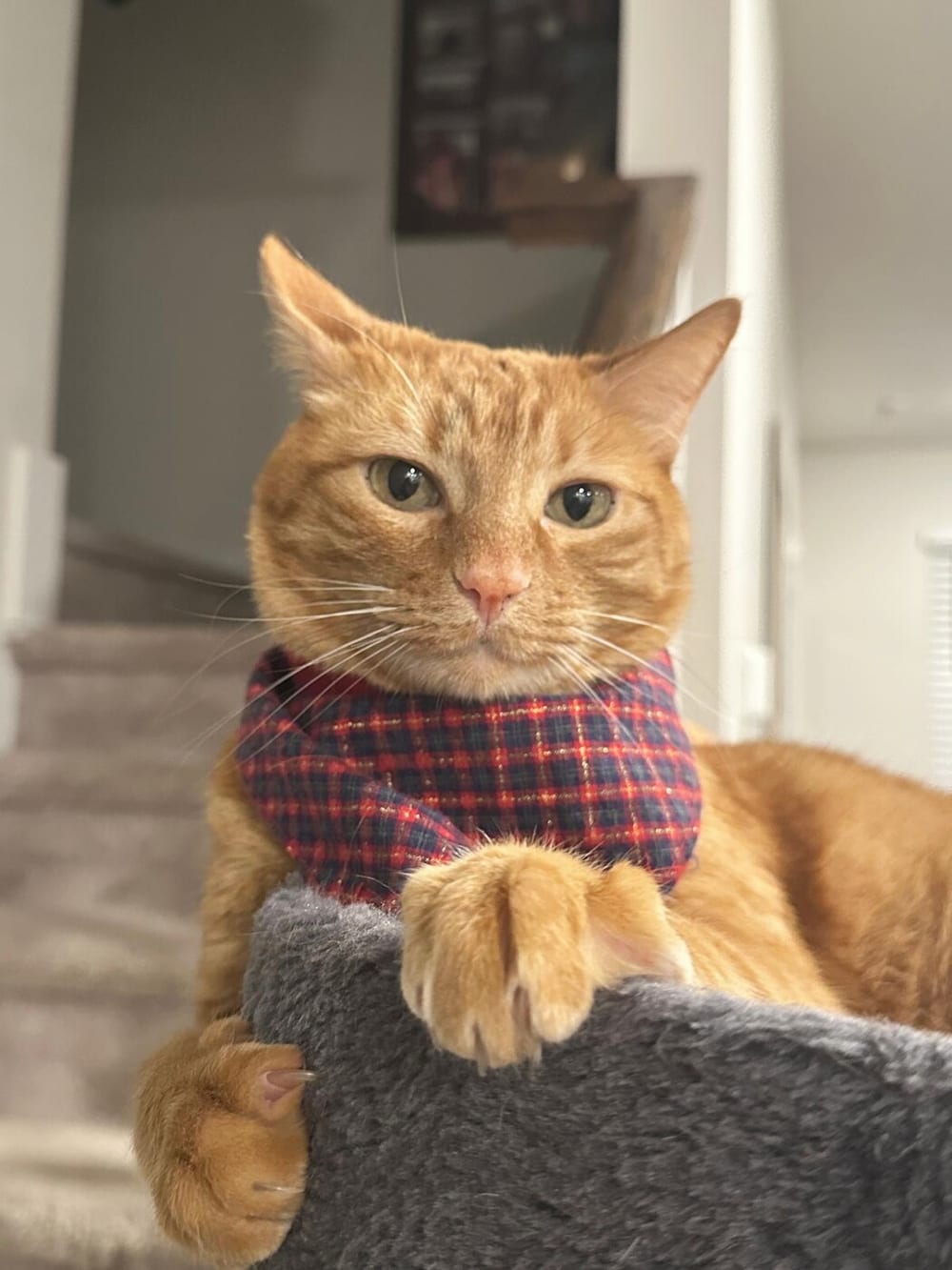 Simba, an orange family cat in a tartan scarf, looking toward the camera