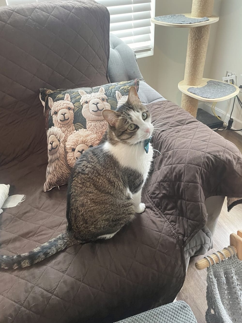 Apollo, a tabby and white family cat, sitting on his chair at home